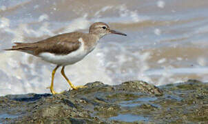 Spotted Sandpiper