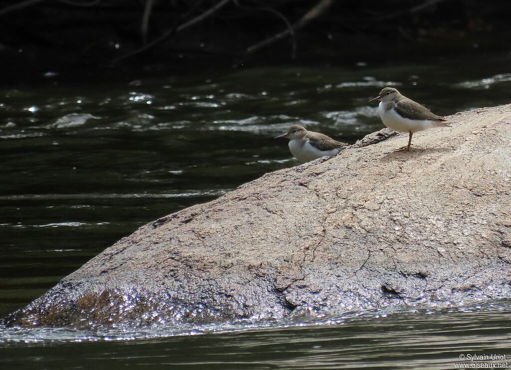 Spotted Sandpiperjuvenile