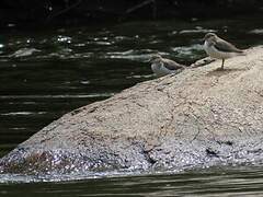 Spotted Sandpiper