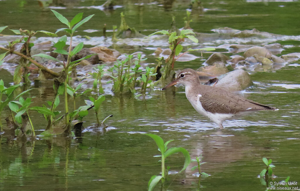 Spotted Sandpiperadult post breeding