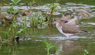 Spotted Sandpiper