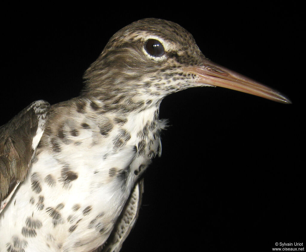 Spotted Sandpiper male adult