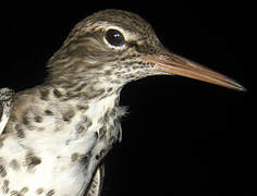 Spotted Sandpiper