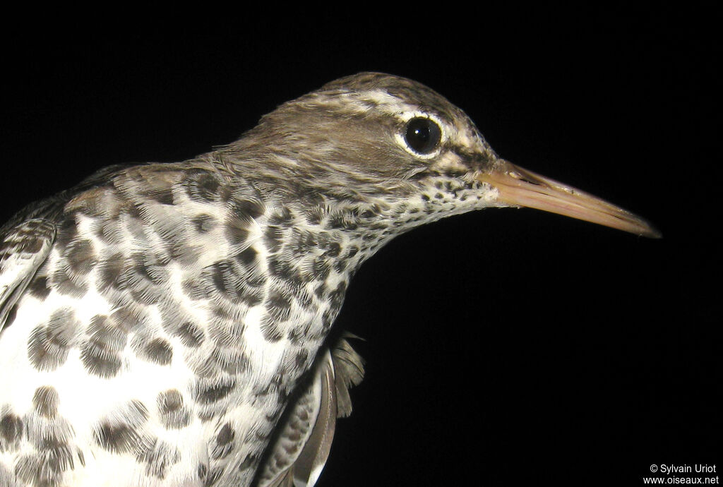 Spotted Sandpiper female adult