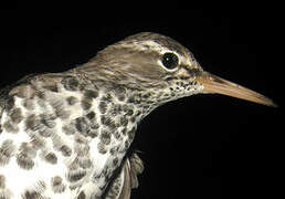 Spotted Sandpiper