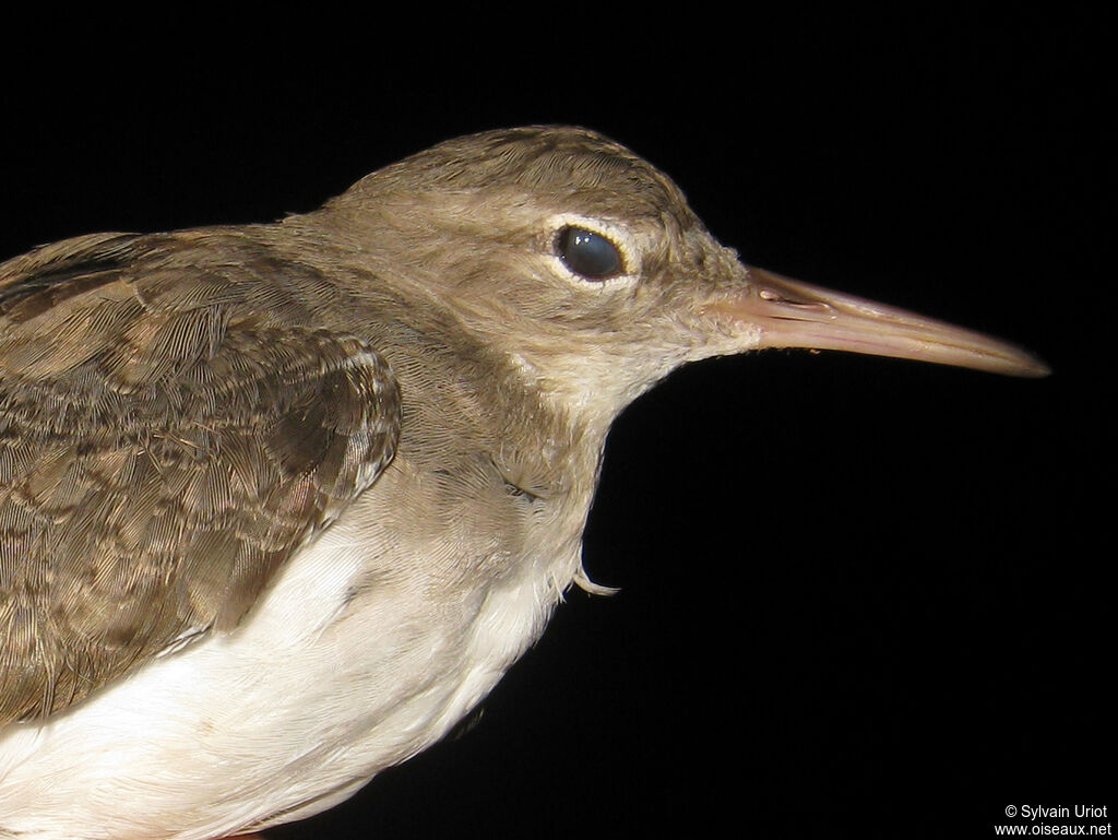 Spotted Sandpiperadult post breeding