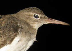 Spotted Sandpiper