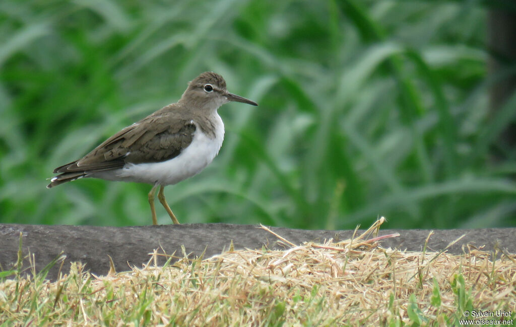 Spotted Sandpiperadult