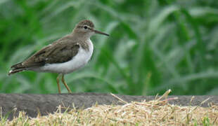 Spotted Sandpiper