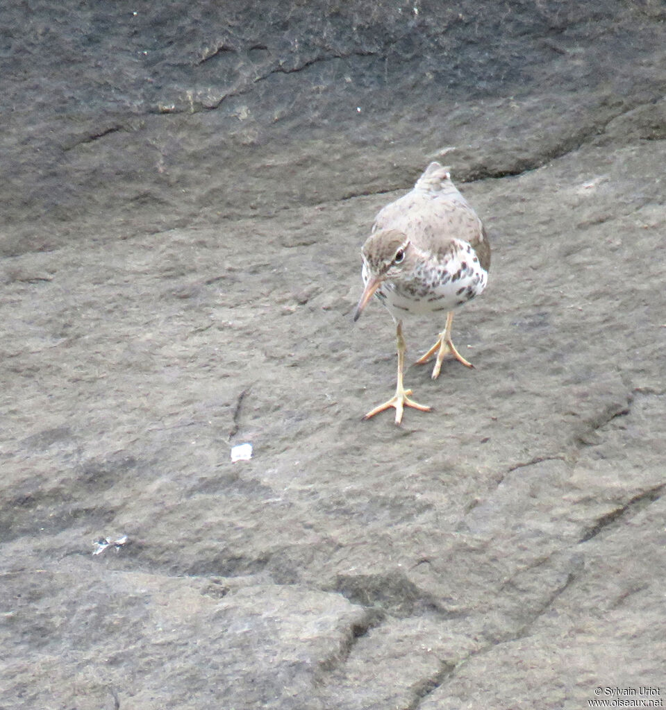 Spotted Sandpiperadult breeding
