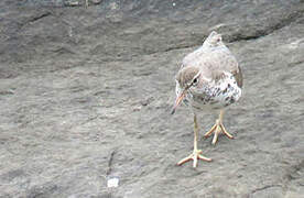 Spotted Sandpiper