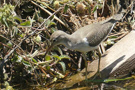 Spotted Sandpiper