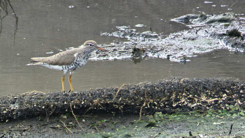 Spotted Sandpiper female adult