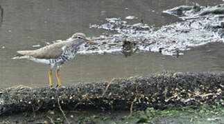 Spotted Sandpiper