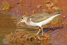 Spotted Sandpiper