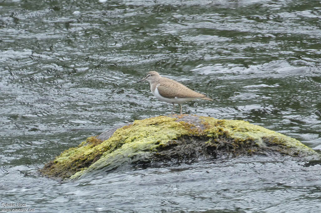 Common Sandpiperadult breeding, habitat