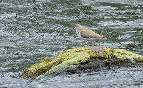 Common Sandpiper