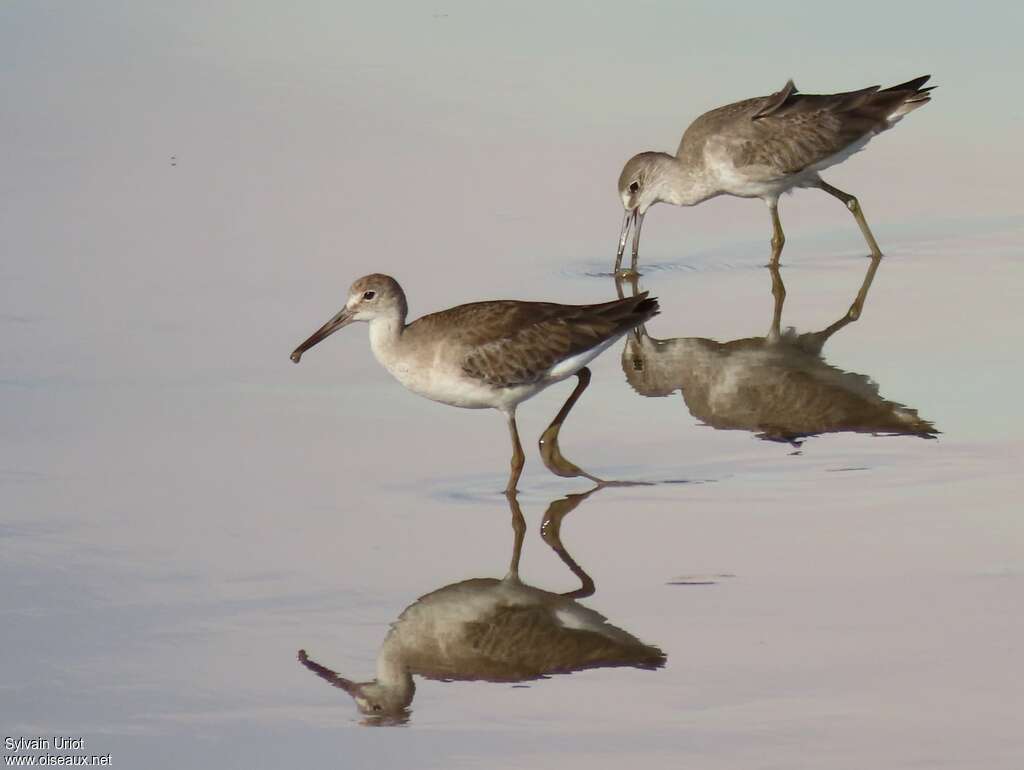 Chevalier semipalmé, pêche/chasse