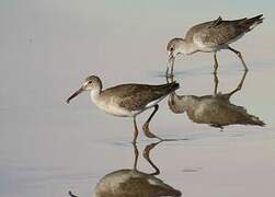 Willet