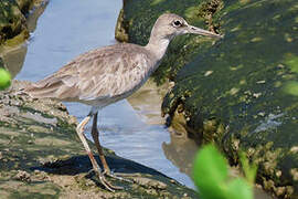 Willet