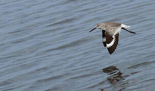 Willet