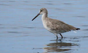 Willet