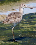 Willet