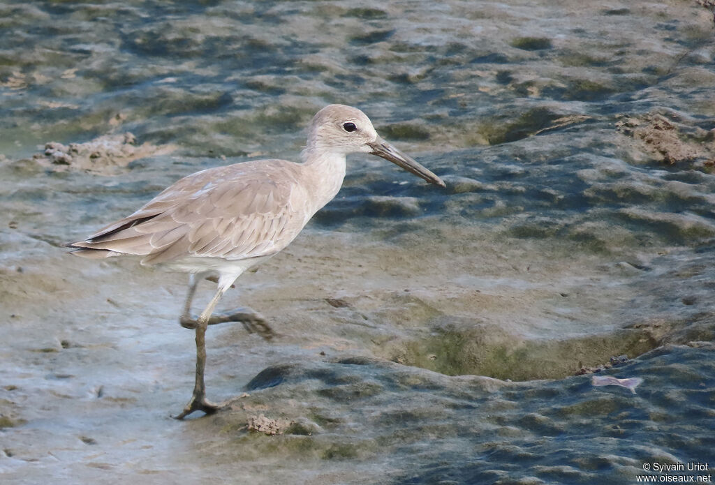 Willetadult post breeding