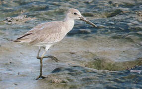 Willet