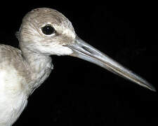 Willet