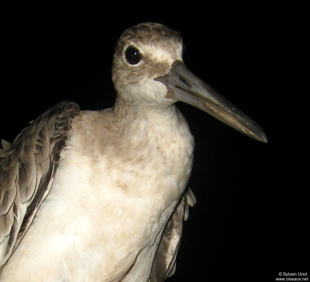 Willet