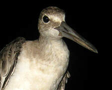 Willet