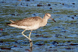 Willet