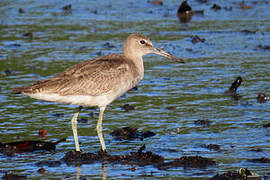 Willet