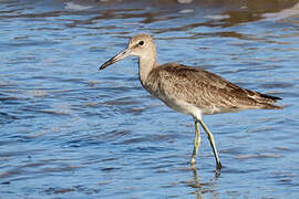 Willet