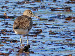 Willet