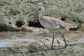 Willet