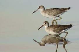 Willet