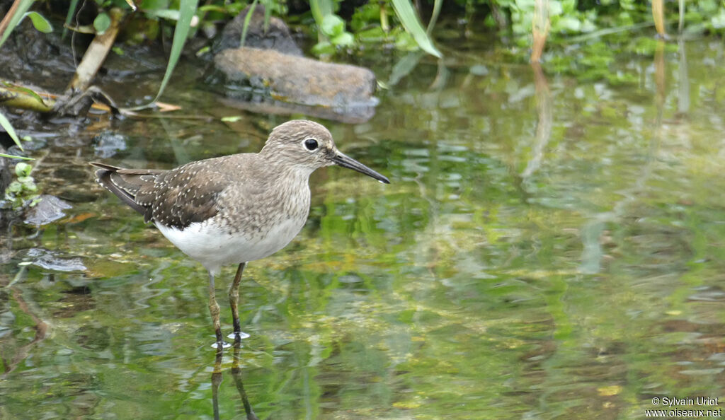 Solitary Sandpiper