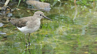 Solitary Sandpiper