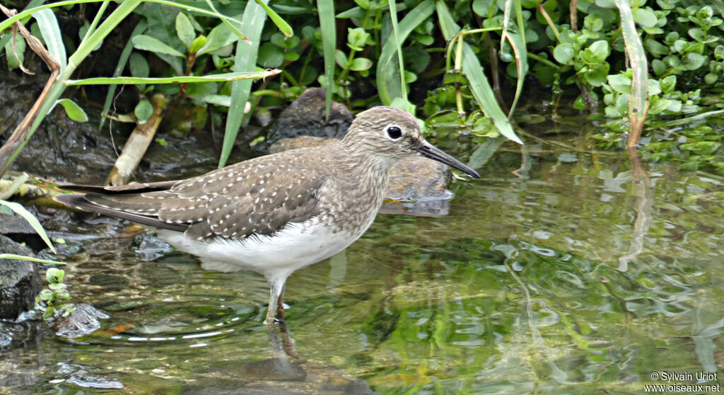 Solitary Sandpiper