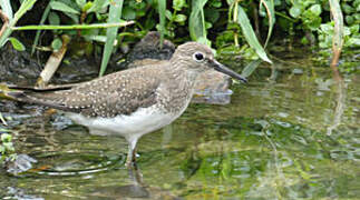 Solitary Sandpiper