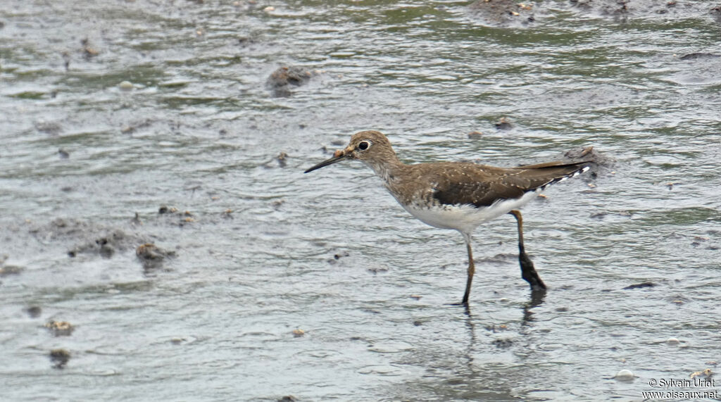 Solitary Sandpiper