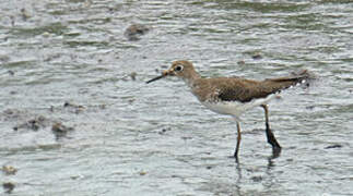 Solitary Sandpiper