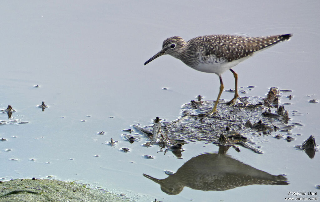 Solitary Sandpiper