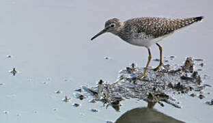 Solitary Sandpiper