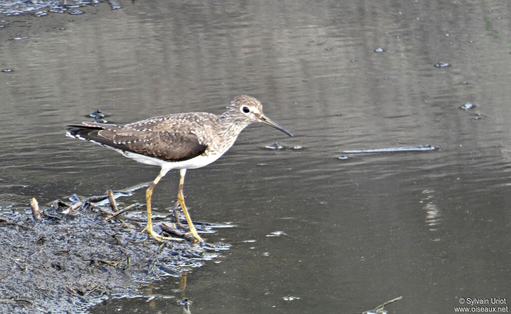 Solitary Sandpiper