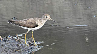 Solitary Sandpiper