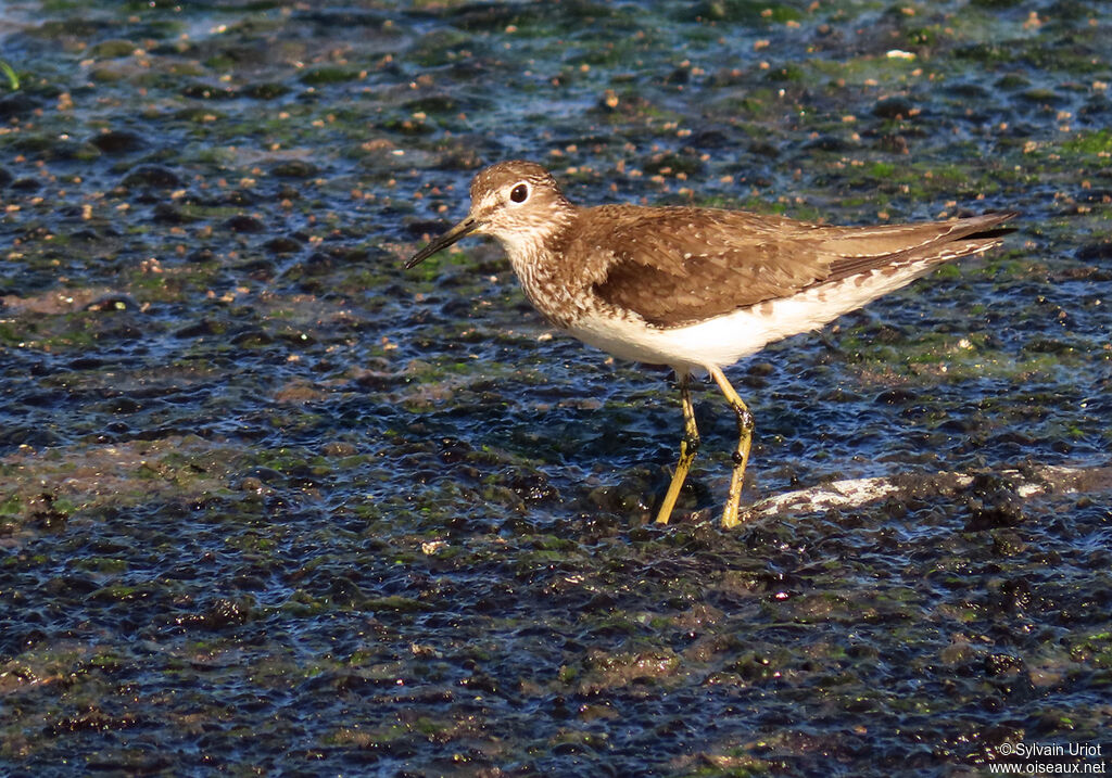 Solitary Sandpiper