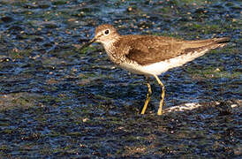 Solitary Sandpiper